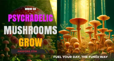 Exploring the Natural Habitats of Psychedelic Mushrooms: Where They Thrive