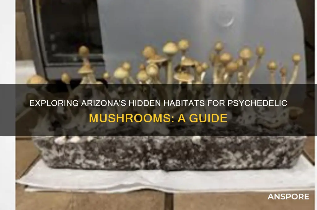 where do psychedelic mushrooms grow in arizona