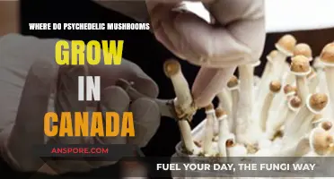 Exploring Canada's Natural Habitats for Psychedelic Mushrooms: A Guide