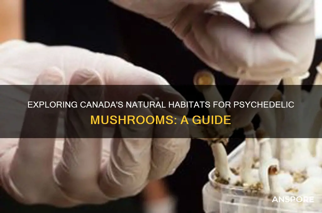 where do psychedelic mushrooms grow in canada