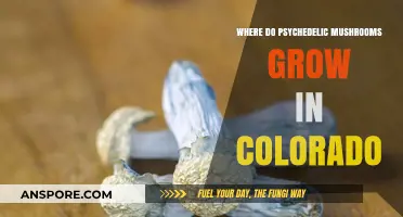 Exploring Colorado's Wild Psychedelic Mushrooms: Where They Thrive Naturally