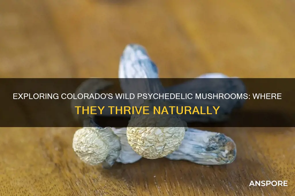 where do psychedelic mushrooms grow in colorado