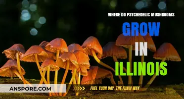 Exploring Illinois: Natural Habitats of Psychedelic Mushrooms in the Wild