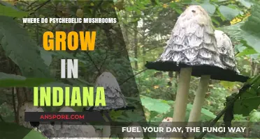 Exploring Indiana's Psychedelic Mushroom Habitats: Where to Find Them