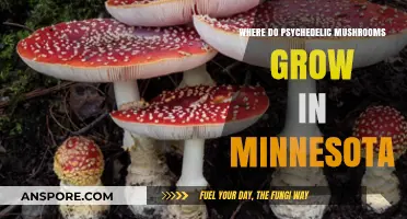 Exploring Minnesota's Hidden Habitats for Psychedelic Mushrooms