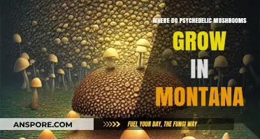 Exploring Montana's Hidden Habitats for Psychedelic Mushrooms: A Guide