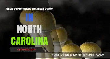 Exploring North Carolina's Psychedelic Mushroom Habitats: Where to Find Them