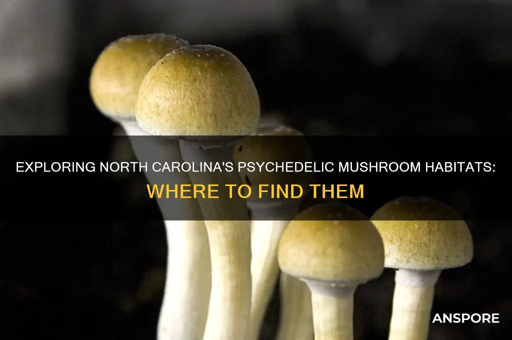where do psychedelic mushrooms grow in north carolina