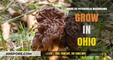 Exploring Ohio's Hidden Habitats: Where Psychedelic Mushrooms Thrive Naturally