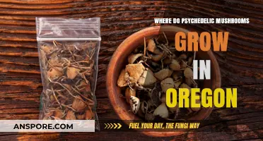 Exploring Oregon's Psychedelic Mushroom Habitats: Where to Find Them