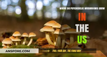 Exploring the Natural Habitats of Psychedelic Mushrooms Across the US