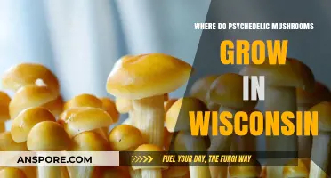 Exploring Wisconsin's Hidden Habitats for Psychedelic Mushrooms: A Guide