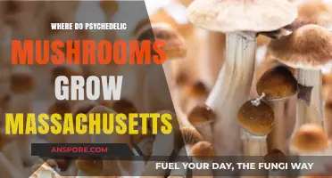 Exploring Psychedelic Mushrooms: Where They Naturally Grow in Massachusetts
