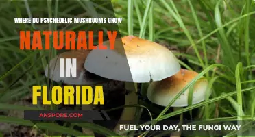 Florida's Hidden Gems: Natural Habitats of Psychedelic Mushrooms Explored