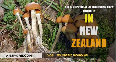 Exploring New Zealand's Natural Habitats for Psychedelic Mushrooms