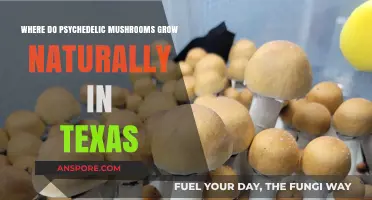 Exploring Texas: Natural Habitats of Psychedelic Mushrooms in the Wild