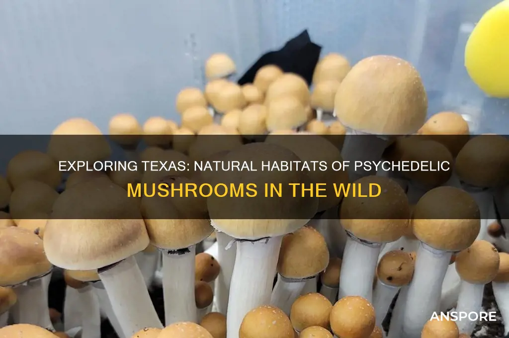 where do psychedelic mushrooms grow naturally in texas