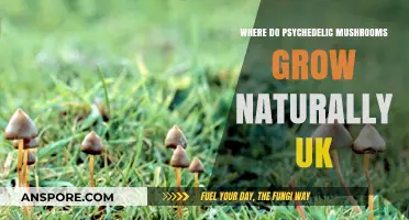 Exploring the Natural Habitats of Psychedelic Mushrooms in the UK