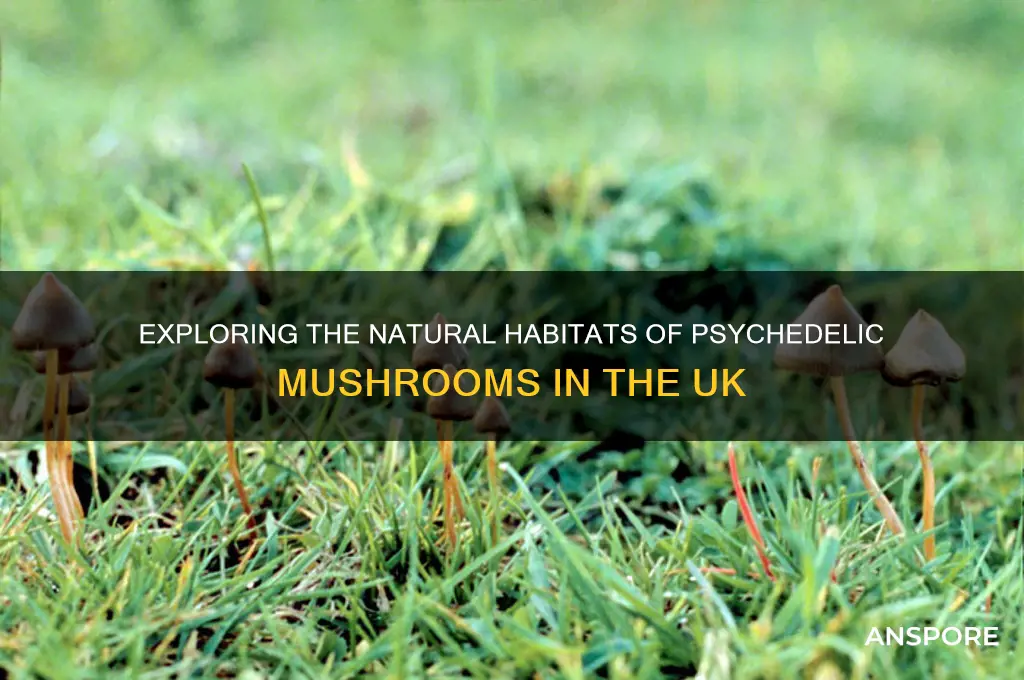 where do psychedelic mushrooms grow naturally uk