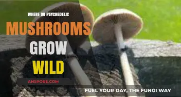 Exploring Nature's Trip: Where Psychedelic Mushrooms Grow Wild in the World