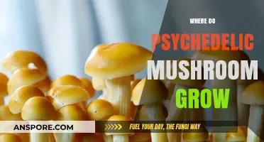 Exploring the Natural Habitats of Psychedelic Mushrooms Worldwide