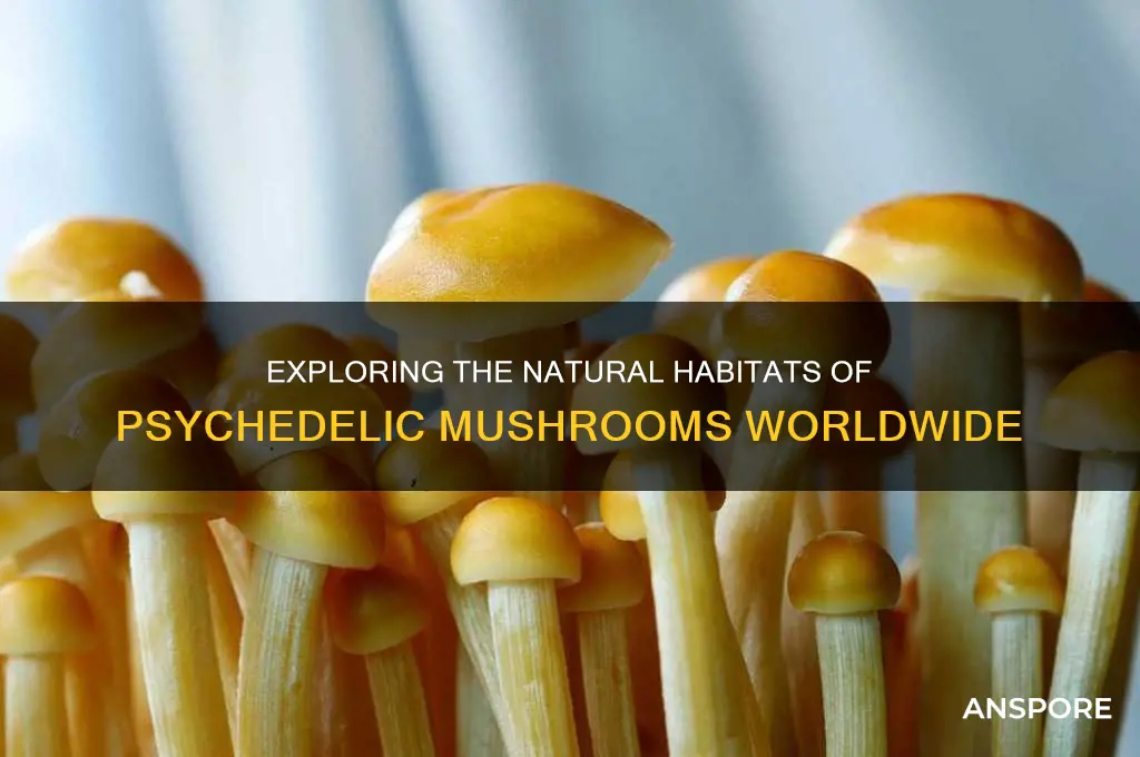 where do psychedelic mushrooms grow