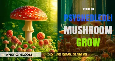 Exploring the Natural Habitats of Psychedelic Mushrooms Worldwide