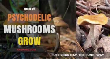 Exploring the Natural Habitats of Psychedelic Mushrooms Worldwide