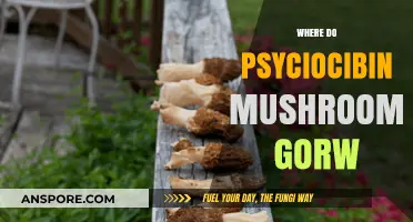 Magic Mushroom Growth: Where Do They Thrive?