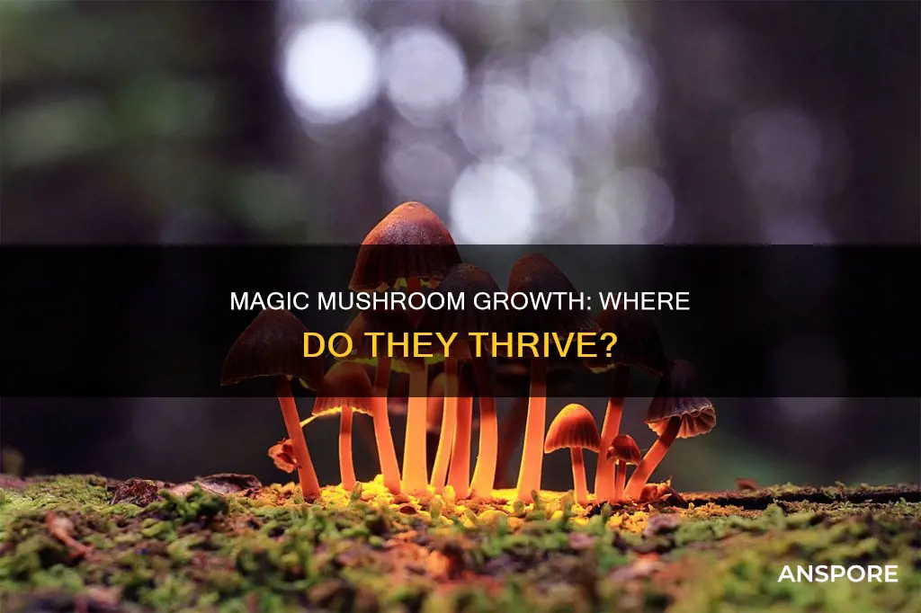 where do psyciocibin mushrooms gorw