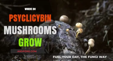 Exploring the Natural Habitats of Psilocybin Mushrooms Worldwide