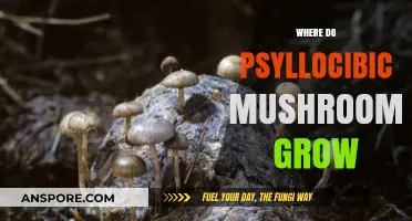Exploring the Natural Habitats of Psilocybin Mushrooms: Where They Thrive