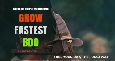 Optimal Purple Mushroom Growth Locations in BDO: A Comprehensive Guide