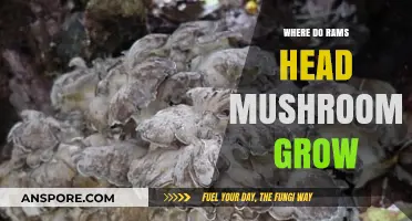 Discovering the Natural Habitats of Rams Head Mushrooms: Where They Thrive