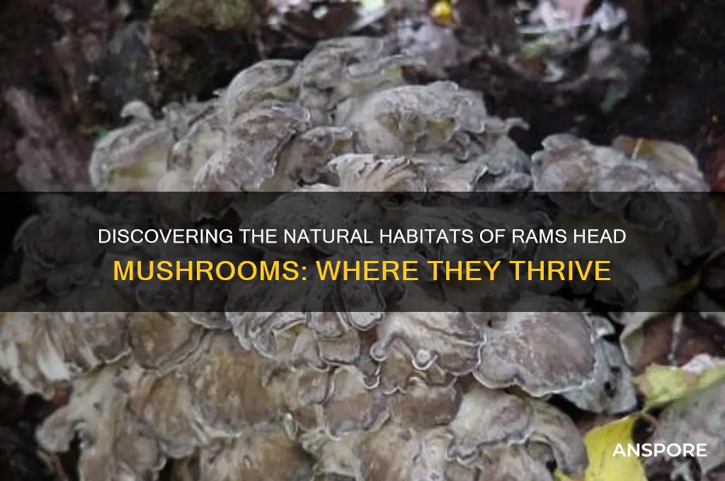 where do rams head mushrooms grow