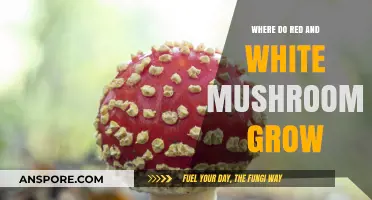 Exploring Habitats: Where Red and White Mushrooms Naturally Thrive