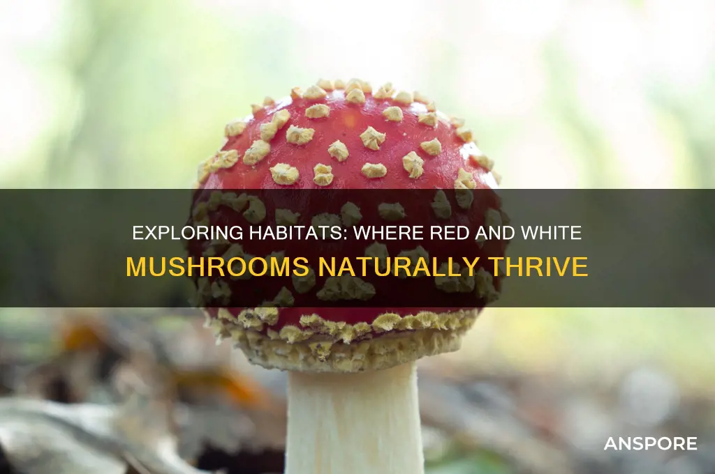 where do red and white mushrooms grow