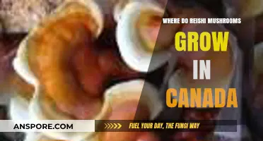 Discovering Canada's Reishi Mushroom Habitats: Locations and Growing Conditions