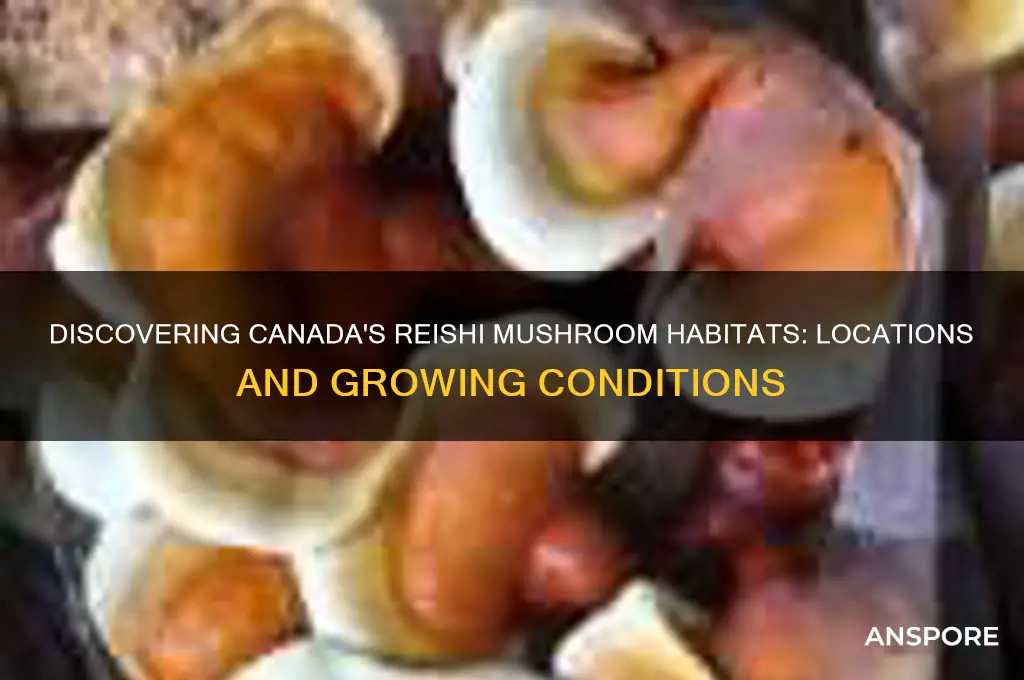where do reishi mushrooms grow in canada