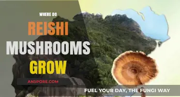 Discovering Reishi Mushrooms: Natural Habitats and Optimal Growing Conditions
