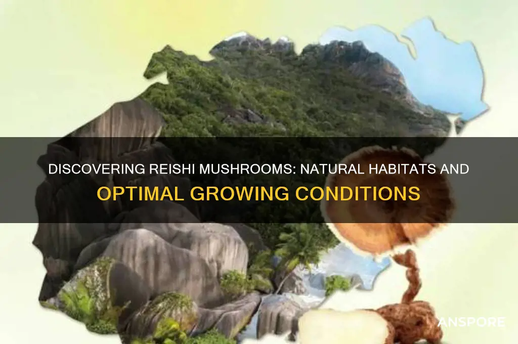 where do reishi mushrooms grow