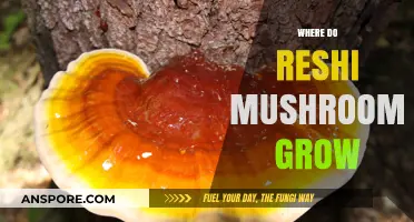 Discovering the Natural Habitats of Reshi Mushrooms: Where They Thrive