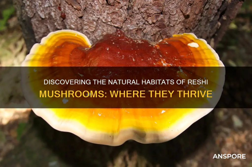 where do reshi mushrooms grow