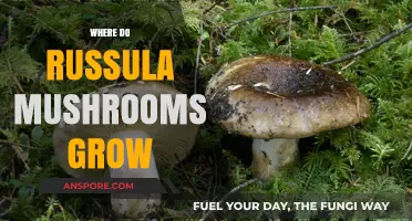 Discovering Russula Mushrooms: Habitats and Ideal Growing Conditions Explained