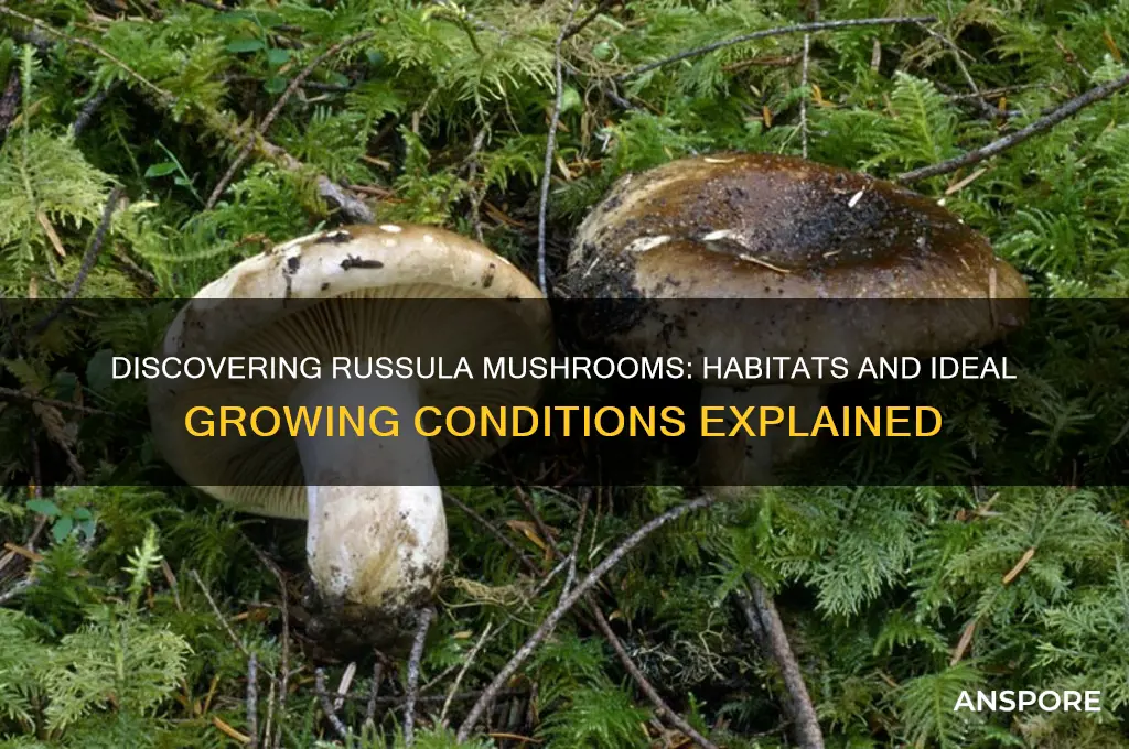 where do russula mushrooms grow