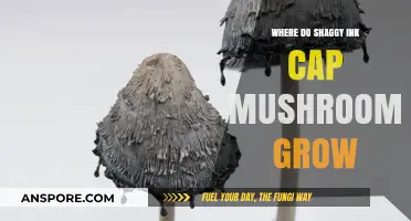 Discover Shaggy Ink Cap Mushrooms: Ideal Habitats and Growing Conditions
