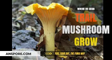 Discovering the Natural Habitats of Shan Trail Mushrooms: Where They Thrive