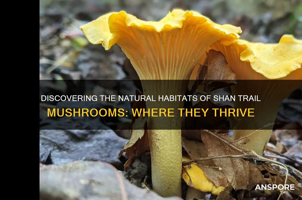 where do shan trail mushrooms grow
