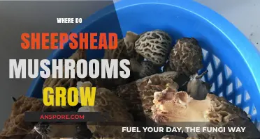 Discovering Sheepshead Mushrooms: Natural Habitats and Growth Conditions Explained
