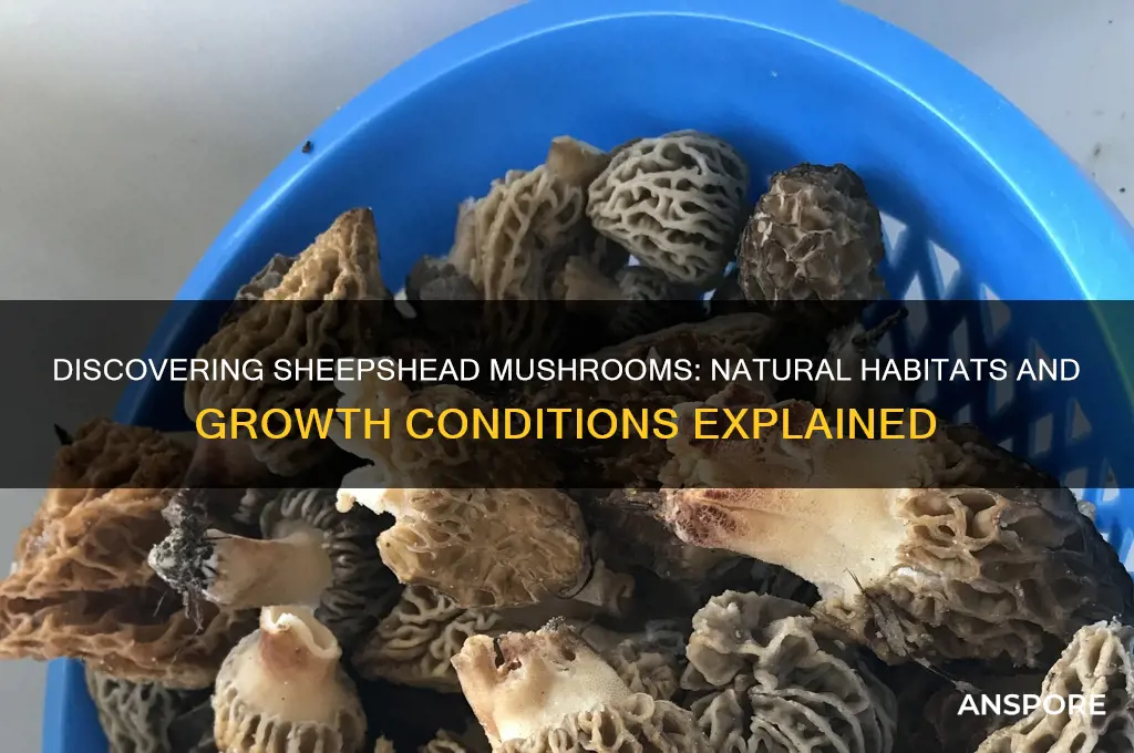 where do sheepshead mushrooms grow